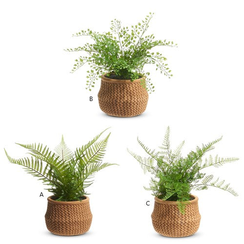 Potted Fern in Basket - Assorted