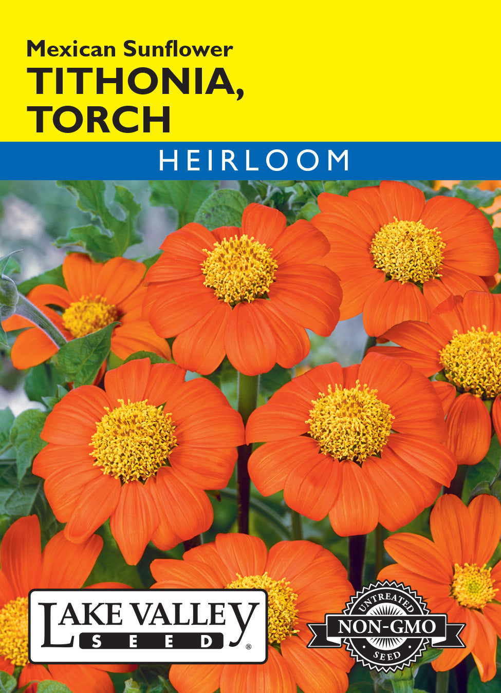 Lake Valley Seed Tithonia Torch Mexican Sunflower – Sunset & Co