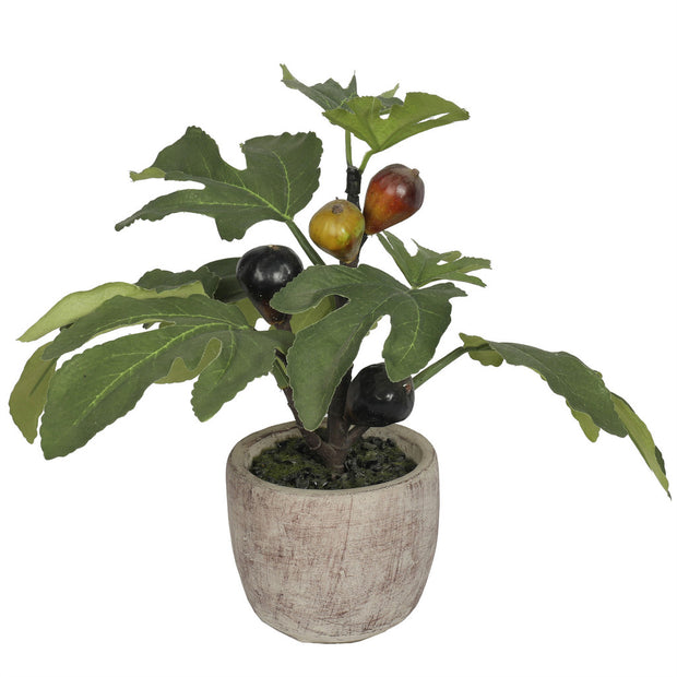 Potted Fig Plant