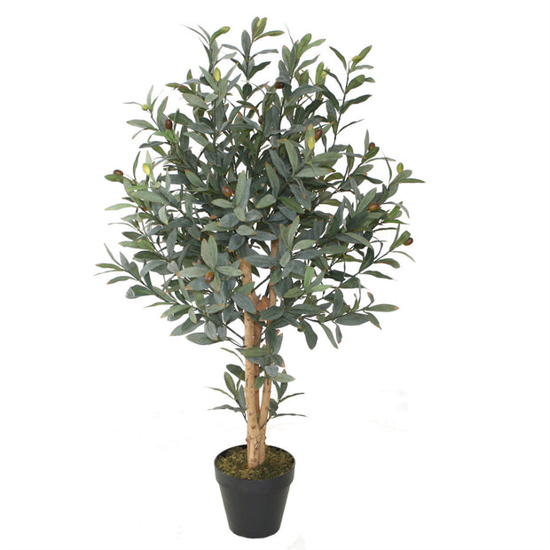 Olive Topiary Plant