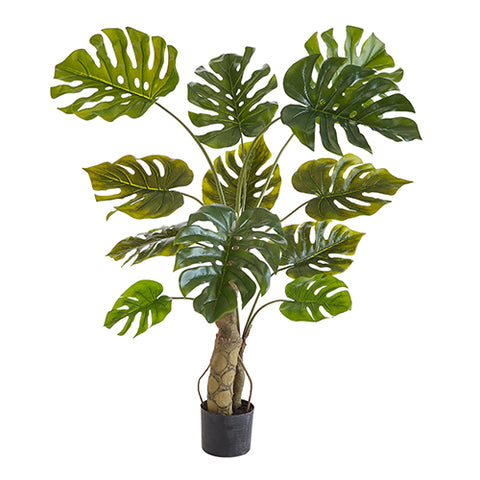 Potted Grand Split Philodendron Tree