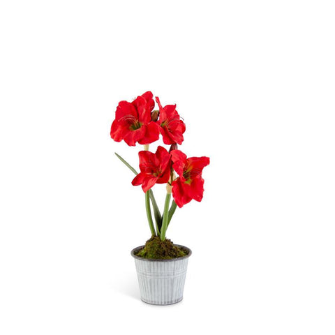 Red Amaryllis Potted in Galvanized Bucket