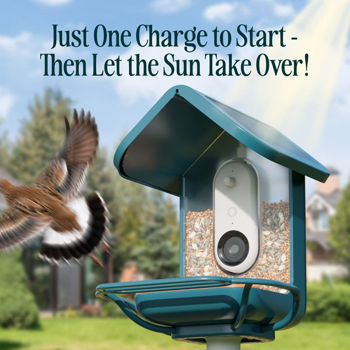 Bird Buddy Plastic Perch Extender Smart Solar Camera Bird Feeder