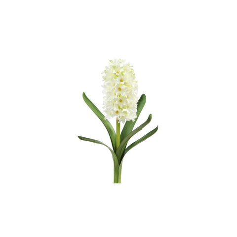 White Hyacinth Stem