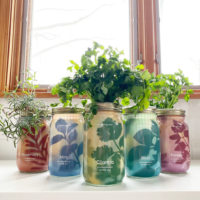 Modern Sprout Organic Herbs Gardening Jars