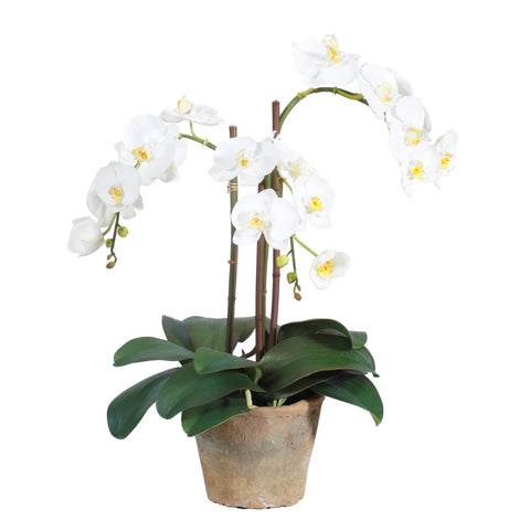 Potted White Phalaenopsis