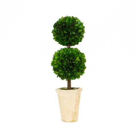 Preserved Boxwood Topiary - Double Ball