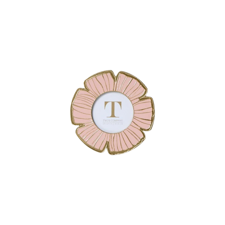 Morning Glory Flower Photo