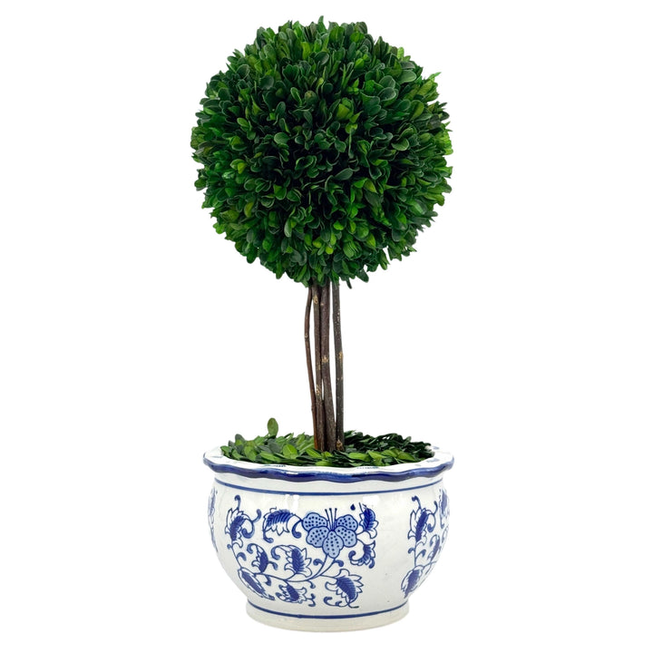 Boxwood Ball Topiary Tree in Round Blue & White Ceramic Pot
