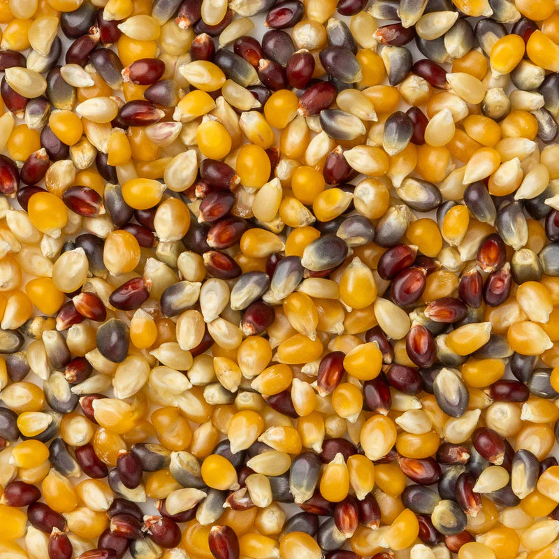 Amish Country Popcorn 2lb Bag of Rainbow Popcorn