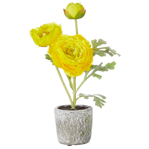 Potted Yellow Ranunculus