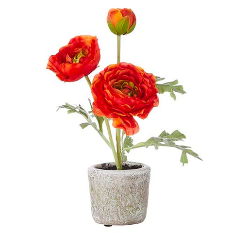 Potted Red Ranunculus