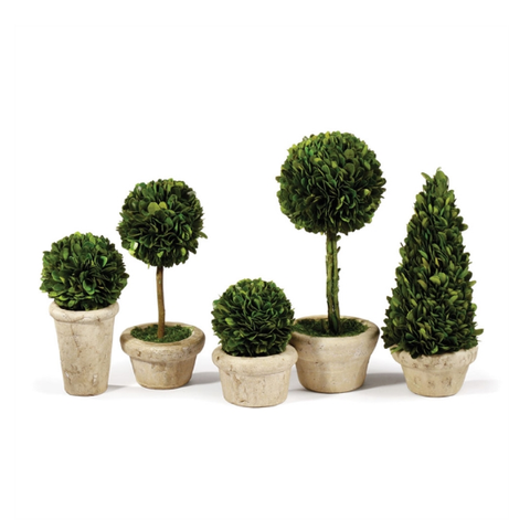 Tabletop Potted Topiary Plants - Assorted