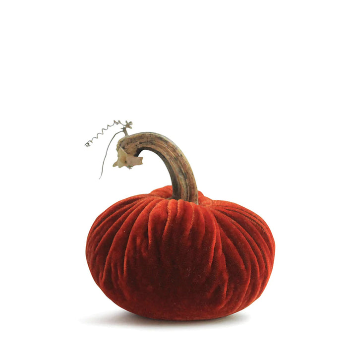 Plush Pumpkin Bittersweet