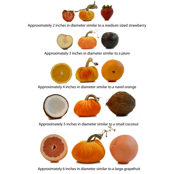 Plush Pumpkin Gunmetal Dot